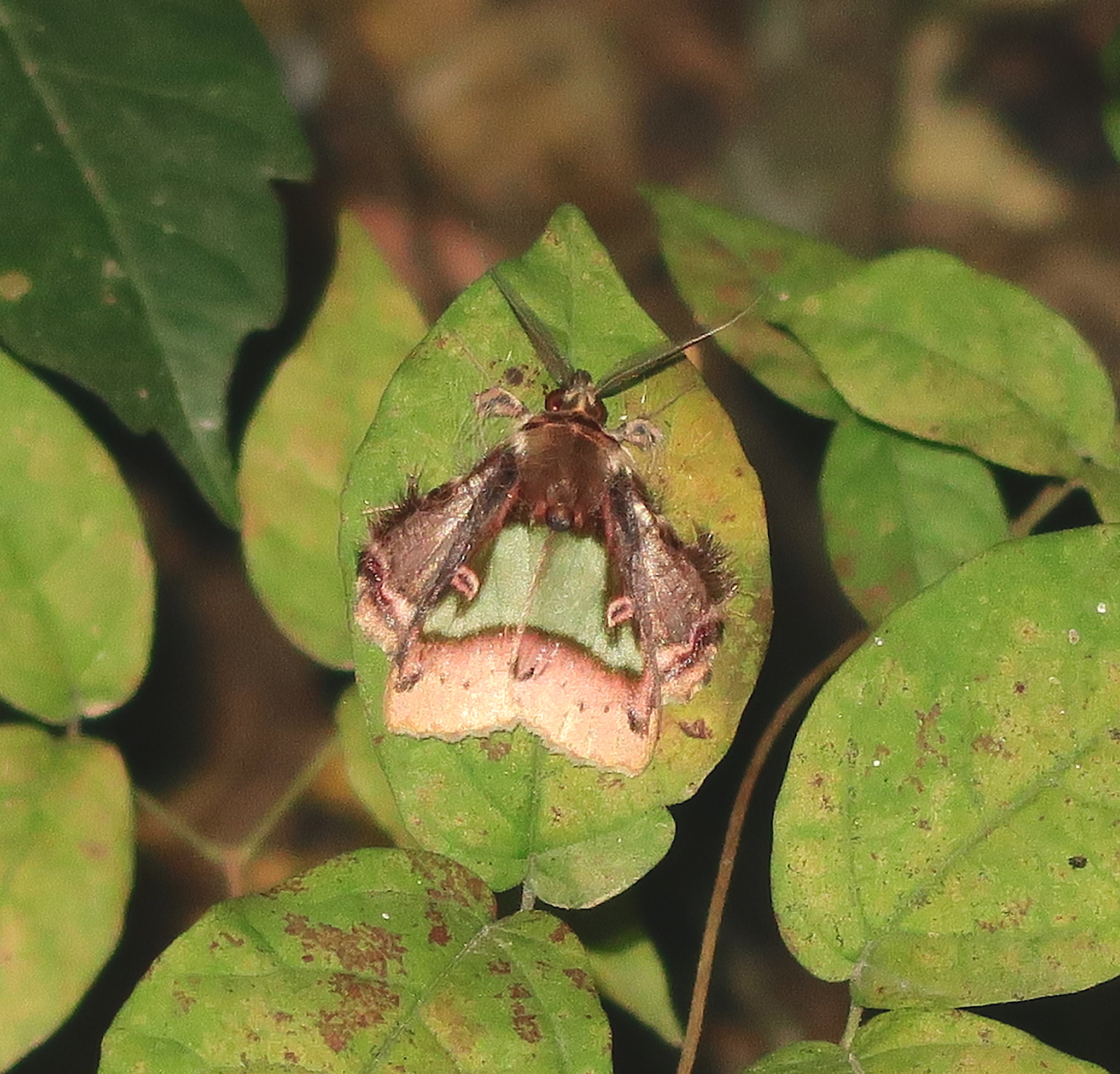 Ceroctena image