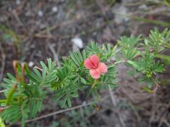 Indigofera verrucosa