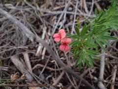 Indigofera verrucosa