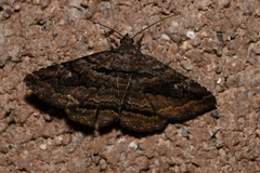 Zaleops umbrina