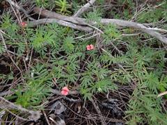 Indigofera verrucosa