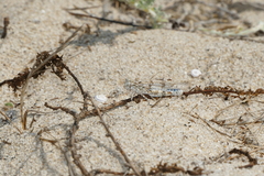 Sphingonotus imitans