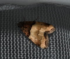 Cobubatha dividua