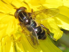 Helophilina