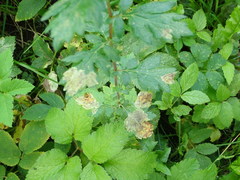 Calycomyza artemisiae