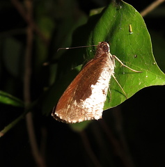 Synapte lutulenta