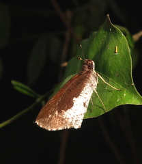 Synapte lutulenta