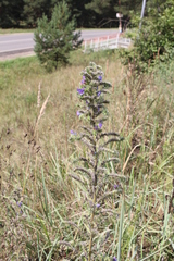 Echium vulgare