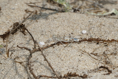 Sphingonotus imitans