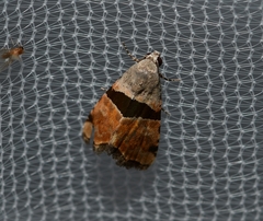 Cobubatha lixiva