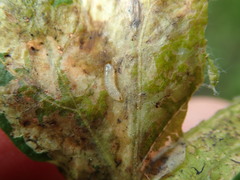 Calycomyza artemisiae