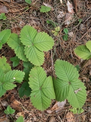 Fragaria moschata