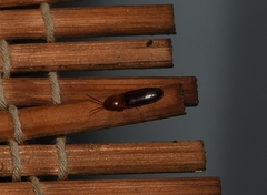 Anchastus bicolor