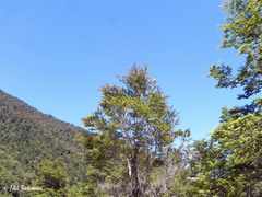 Nothofagus nitida