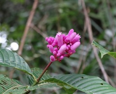 Palicourea lasiantha