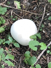 Calvatia gigantea