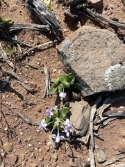 Lapeirousia pyramidalis