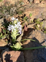 Lapeirousia pyramidalis