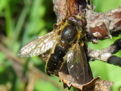 Anasimyia bilinearis