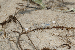 Sphingonotus imitans