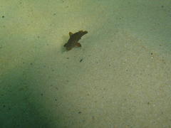 Umbrina