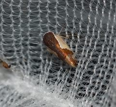 Norvellina pulchella