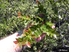 Nothofagus nitida