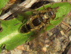 Anasimyia bilinearis