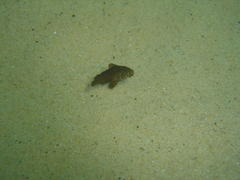 Umbrina