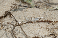 Sphingonotus imitans