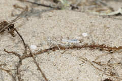 Sphingonotus imitans