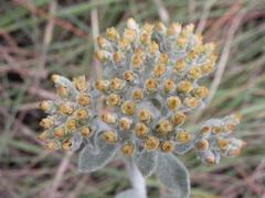 Helichrysum woodii