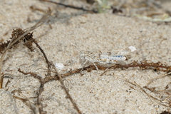 Sphingonotus imitans