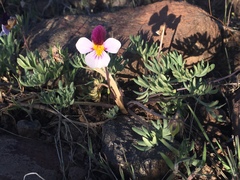 Viola beckwithii