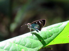 Pythonides jovianus crameri