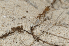 Sphingonotus imitans