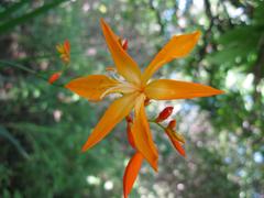 Crocosmia aurea aurea