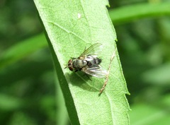 Peribaea tibialis