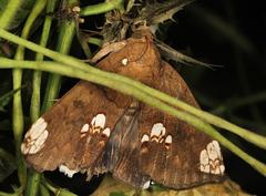 Achaea illustrata
