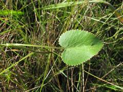 Pimpinella caffra