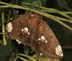 Achaea illustrata
