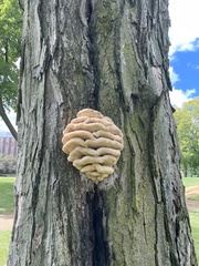 Climacodon septentrionalis