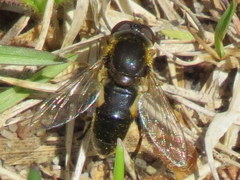 Anasimyia bilinearis