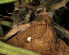 Achaea illustrata