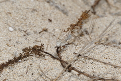 Sphingonotus imitans