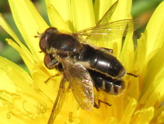 Anasimyia bilinearis