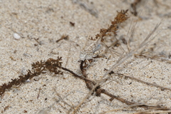 Sphingonotus imitans