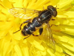 Helophilina