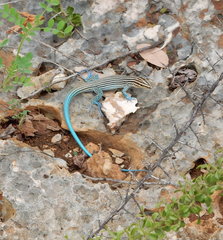 Pholidoscelis lineolatus
