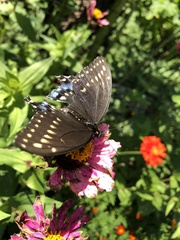 Papilio polyxenes